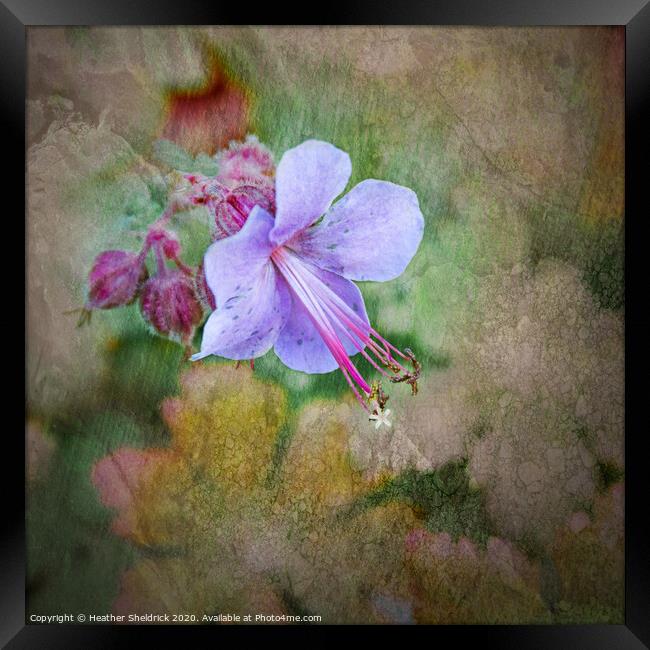 English Garden Flower with textures wall art Framed Print by Heather Sheldrick
