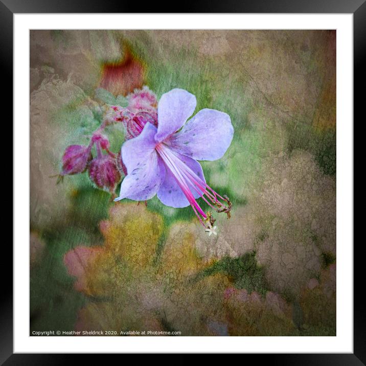 English Garden Flower with textures wall art Framed Mounted Print by Heather Sheldrick