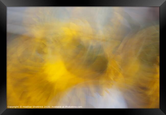 Abstract Sunflowers In Motion Framed Print by Heather Sheldrick