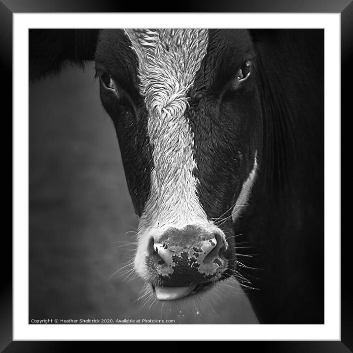 Cheeky Cow Framed Mounted Print by Heather Sheldrick