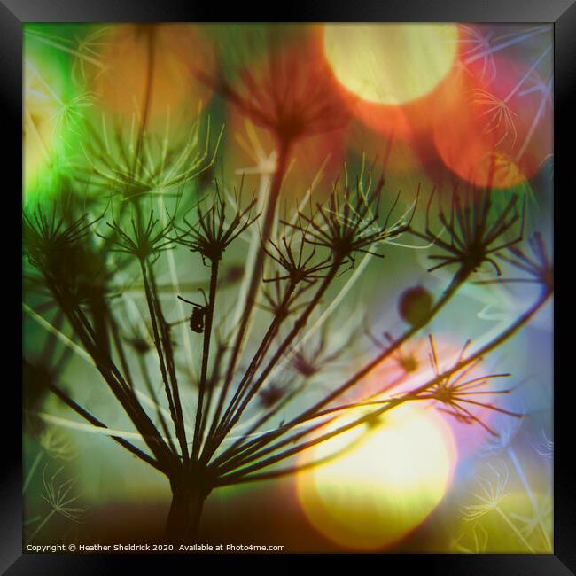 Meadowsweet Skeletons with Colourful Bokeh Framed Print by Heather Sheldrick