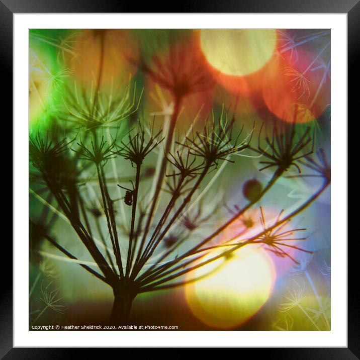 Meadowsweet Skeletons with Colourful Bokeh Framed Mounted Print by Heather Sheldrick