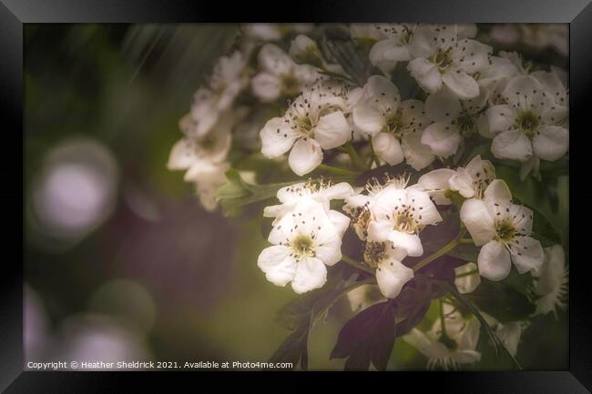 White blossom in the rain Framed Print by Heather Sheldrick