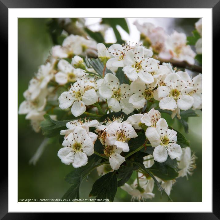 White Blossom Square Framed Mounted Print by Heather Sheldrick