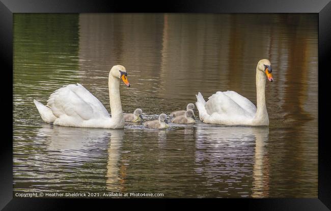 Swan Family Framed Print by Heather Sheldrick