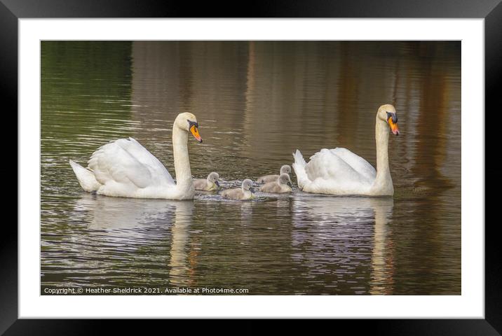 Swan Family Framed Mounted Print by Heather Sheldrick