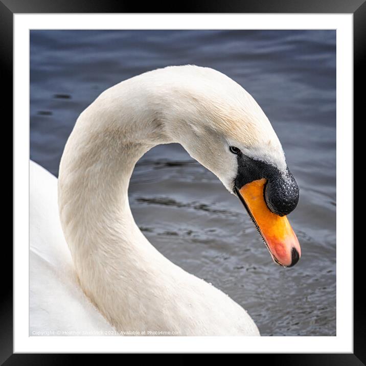 Mute white swan neck Framed Mounted Print by Heather Sheldrick
