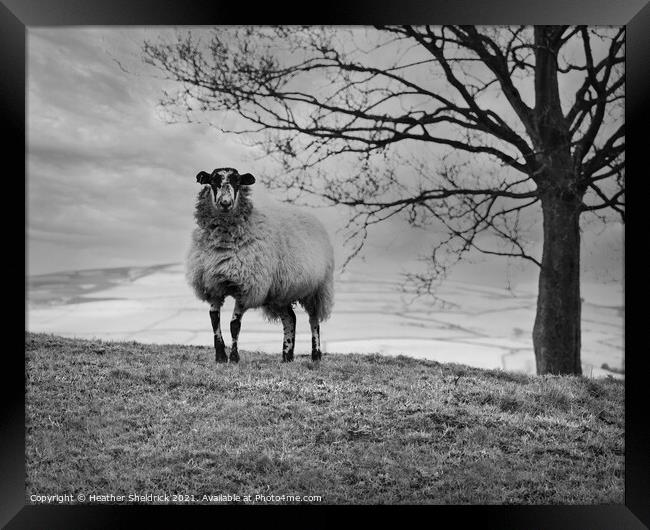 Lone Blackface sheep on hillside monochrome Framed Print by Heather Sheldrick