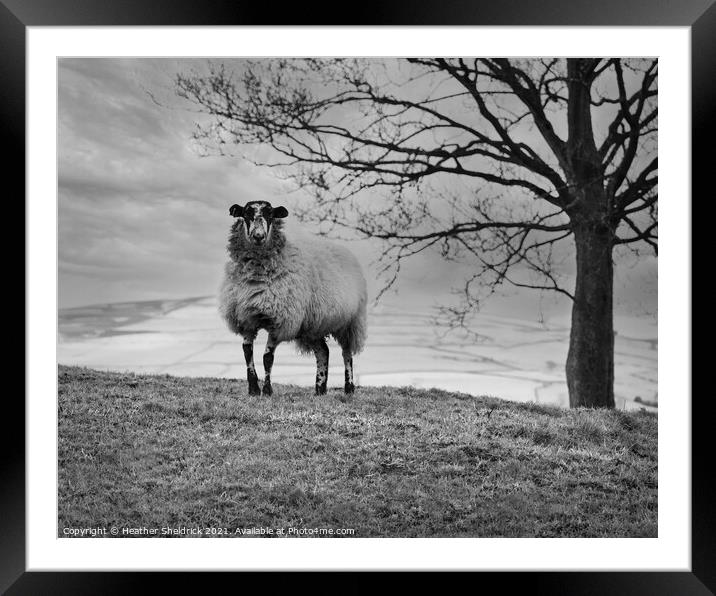 Lone Blackface sheep on hillside monochrome Framed Mounted Print by Heather Sheldrick