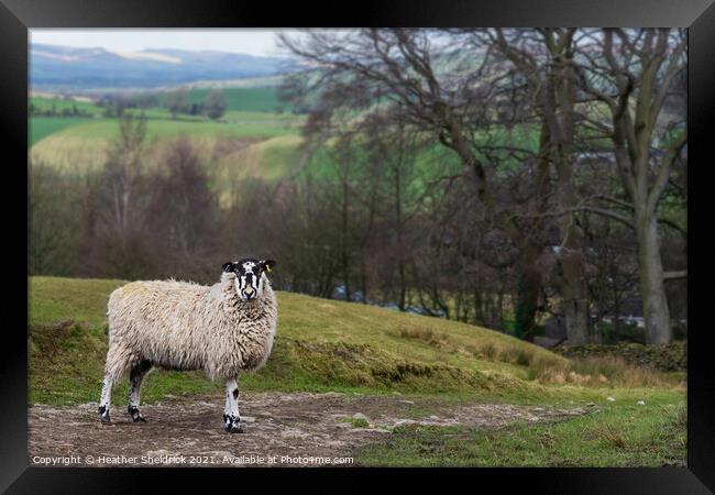 Blackface sheep on stony path Framed Print by Heather Sheldrick