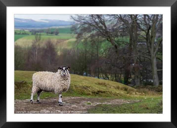 Blackface sheep on stony path Framed Mounted Print by Heather Sheldrick