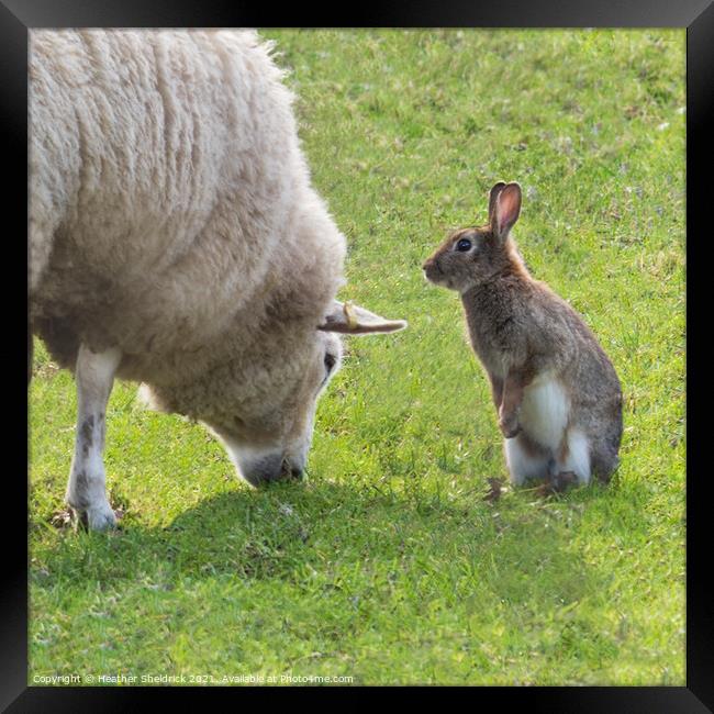 Sheep and rabbit pals Framed Print by Heather Sheldrick