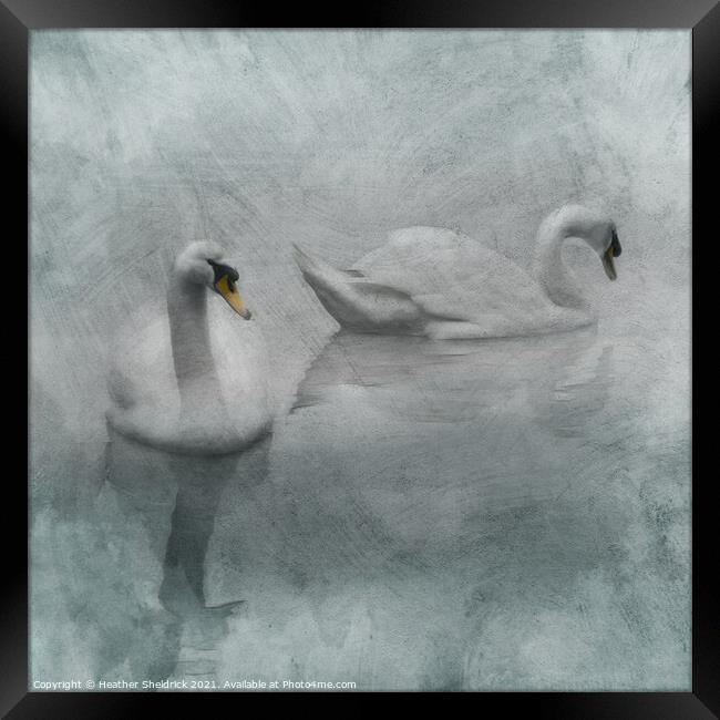 Beautiful Swans Framed Print by Heather Sheldrick