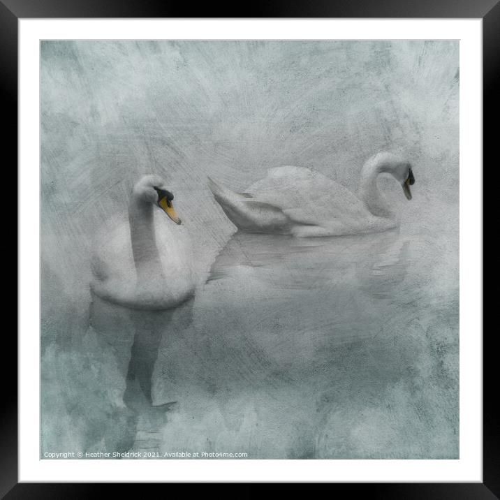 Beautiful Swans Framed Mounted Print by Heather Sheldrick