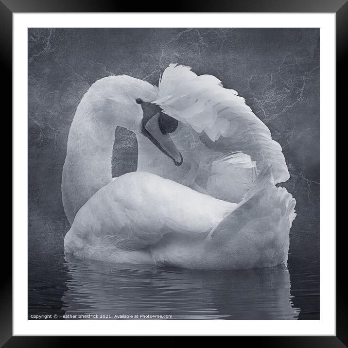 The Shy Swan Framed Mounted Print by Heather Sheldrick