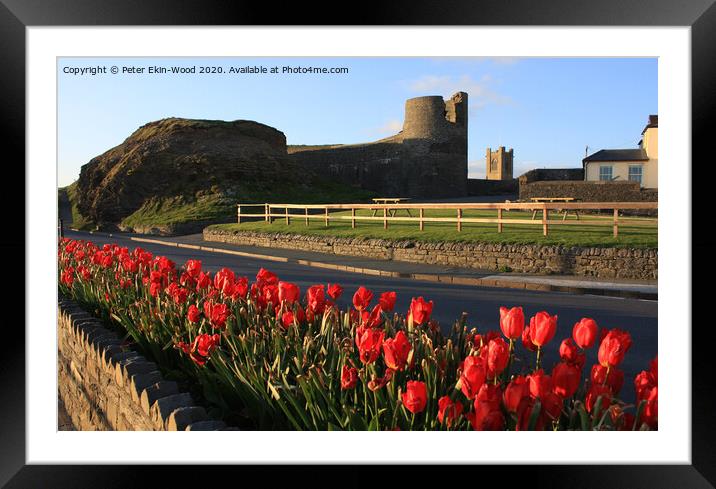 Tulips at Aberystwyth Framed Mounted Print by Peter Ekin-Wood