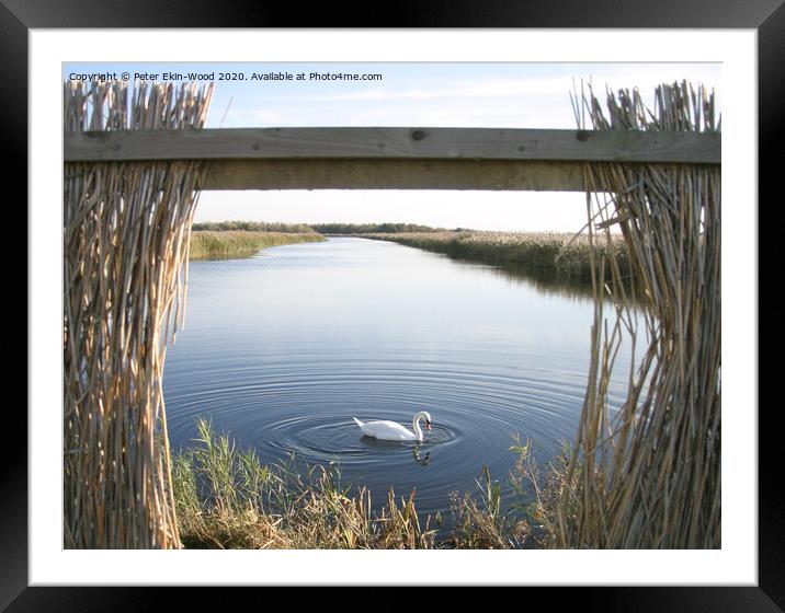 Swan in wetlands Framed Mounted Print by Peter Ekin-Wood