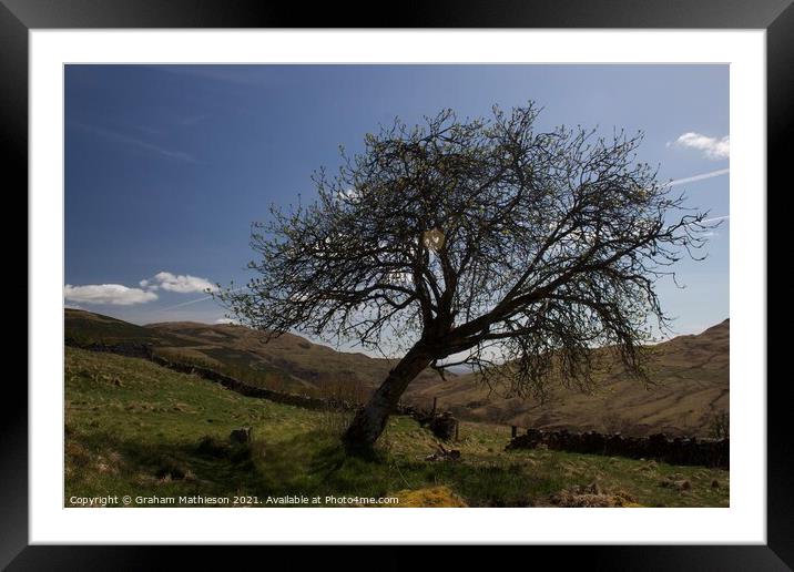 Hills and tree  Framed Mounted Print by Graham Mathieson