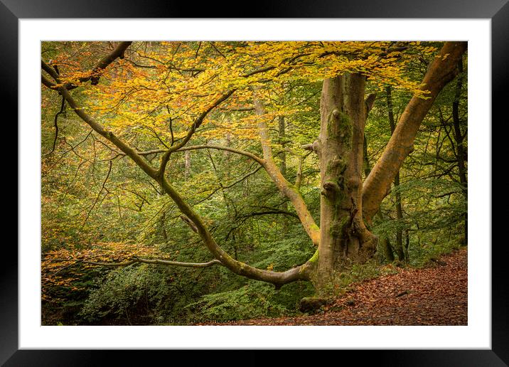 Autumn at Dimmingdale, North Staffordshire Framed Mounted Print by Lesley Moran