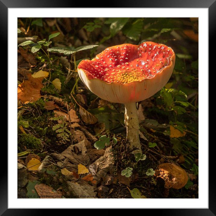 Fly agaric funghi  Framed Mounted Print by Lesley Moran