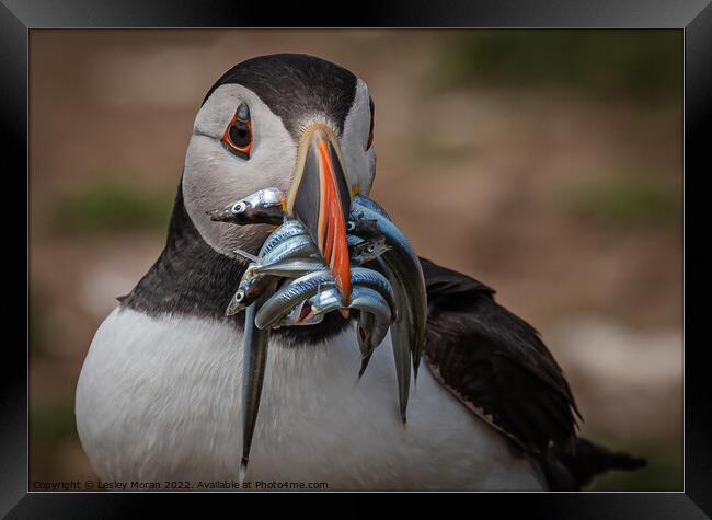 A Mouthful of Eels Framed Print by Lesley Moran