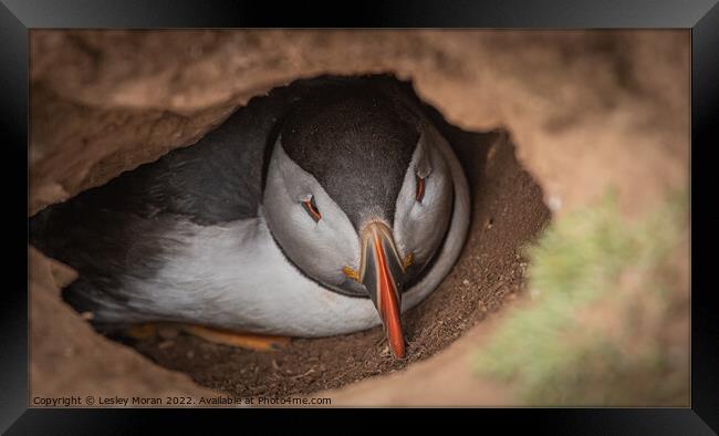 Puffin in the Burrow Framed Print by Lesley Moran