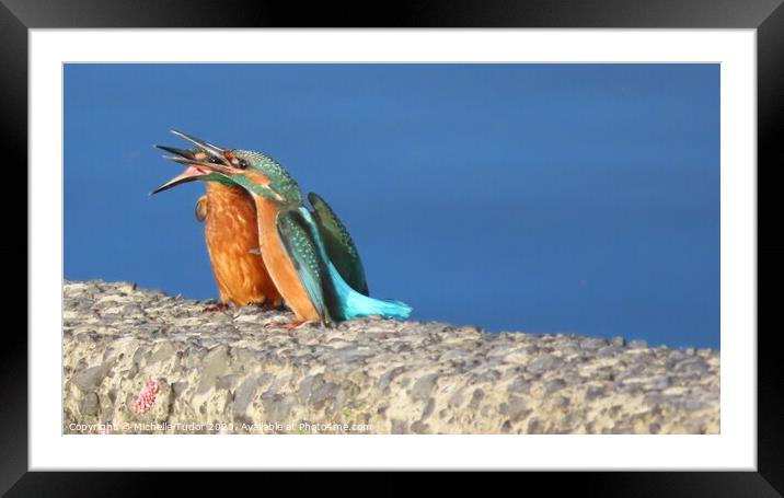 Hangry birds  Framed Mounted Print by Shelley Tudor