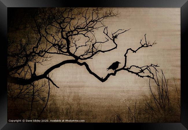 Crow Framed Print by Dave Sibley