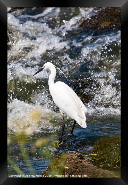 Gone Fishing  Framed Print by Andrew Millard