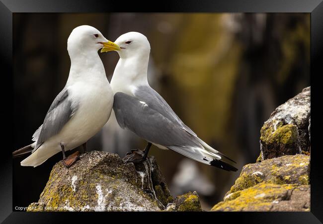 Mating Kittiwakes (Rissa tridactyla) on Rocky Promotory Framed Print by Ken Hunter
