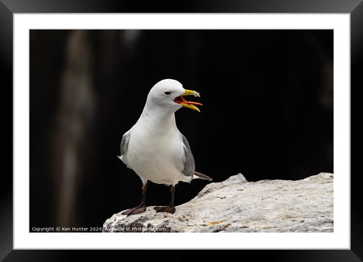 Calling Kittiwake (Rissa tridactyla) with Open Beak Framed Mounted Print by Ken Hunter