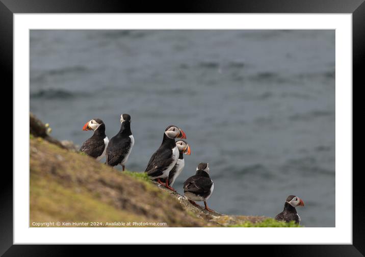 Puffin Buddies Framed Mounted Print by Ken Hunter