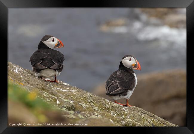 Puffin Mates Framed Print by Ken Hunter