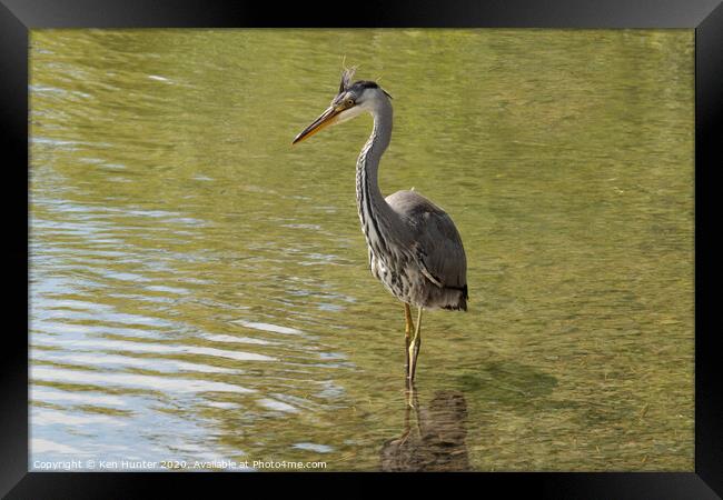 Grey Heron Fishing Framed Print by Ken Hunter