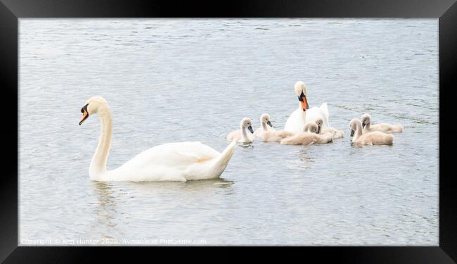Mute Swans with Young In High-key Image Framed Print by Ken Hunter