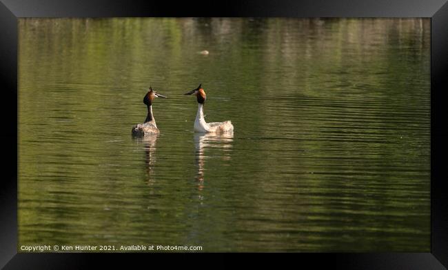 A Pair of Great Crested Grebes on lake in Mating Season Framed Print by Ken Hunter