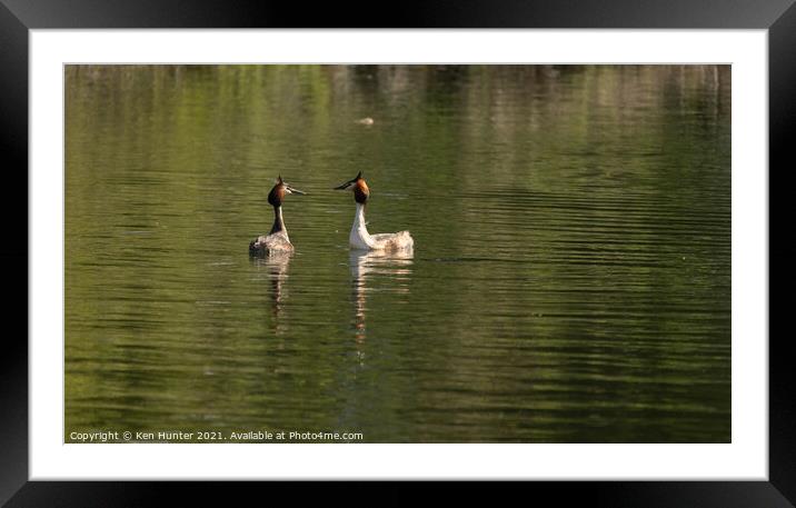 A Pair of Great Crested Grebes on lake in Mating Season Framed Mounted Print by Ken Hunter