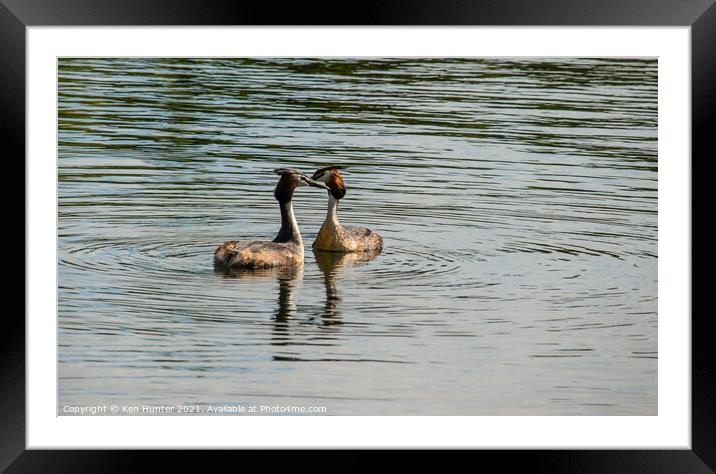 Kissing Grebes Framed Mounted Print by Ken Hunter