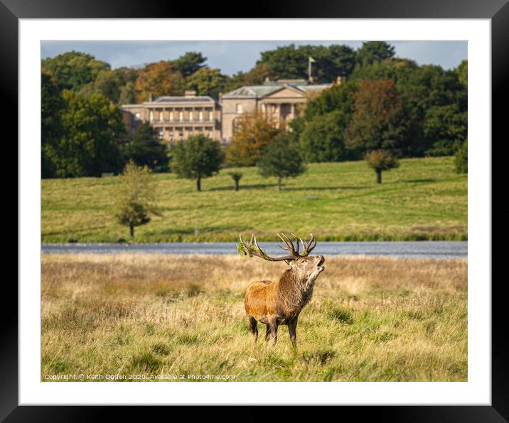 Tatton Stag Framed Mounted Print by Keith Ogden