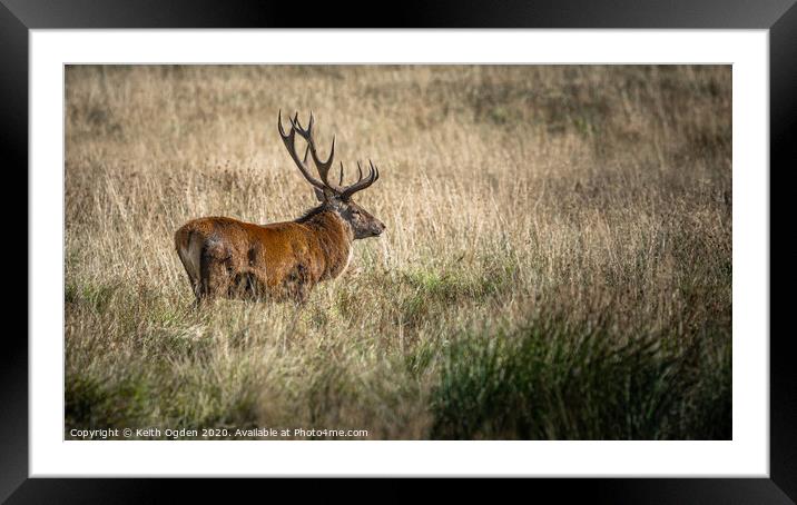 Strutting Stag Framed Mounted Print by Keith Ogden