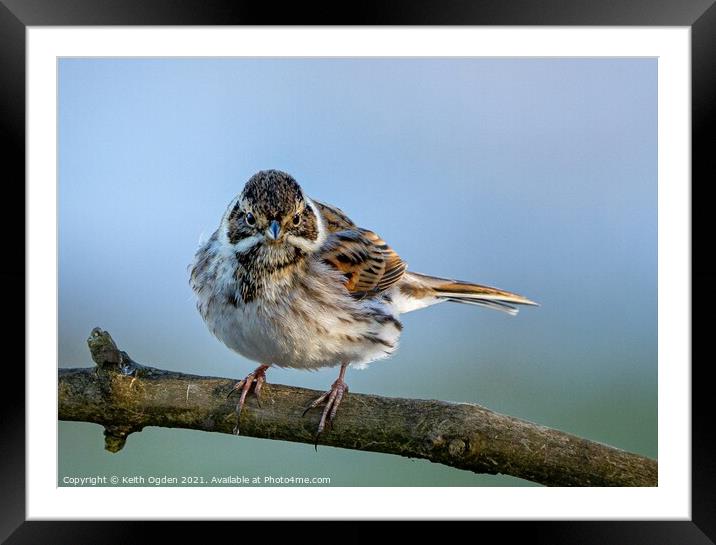 Animal bird Framed Mounted Print by Keith Ogden