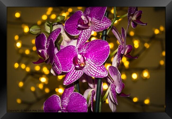 Orchid at Christmas Framed Print by Paddy Art