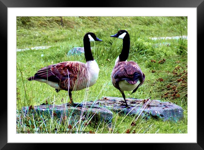 Strictly for Two Framed Mounted Print by Paddy Art