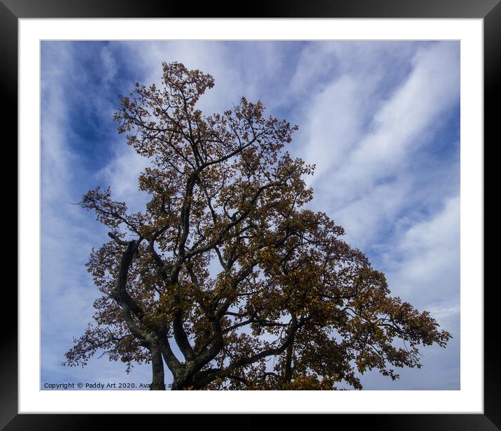 Autumn Oak, Summerhill Framed Mounted Print by Paddy Art