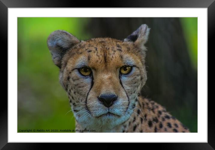 Cheetah Face to Face Framed Mounted Print by Paddy Art