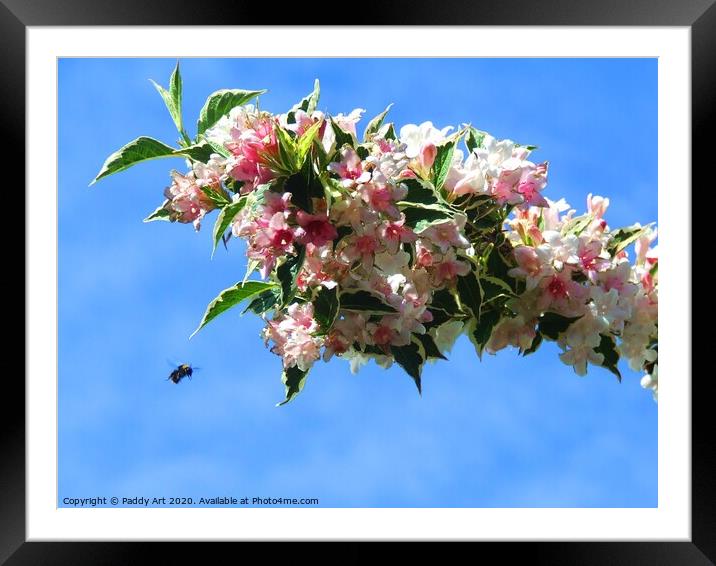 Like a Bee to Weigela Framed Mounted Print by Paddy Art