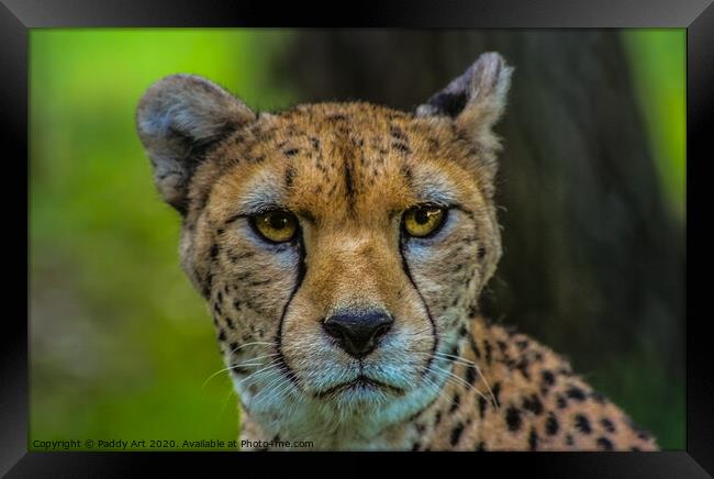 Cheetah Looking at You Framed Print by Paddy Art