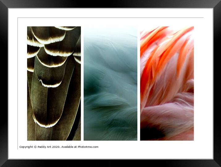 Triptych of Feathers Framed Mounted Print by Paddy Art