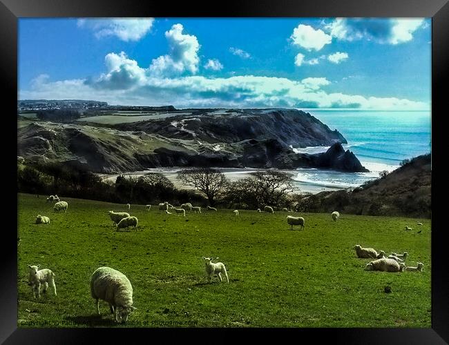 Sheep Above Three Cliffs Bay - Gower Framed Print by Paddy Art