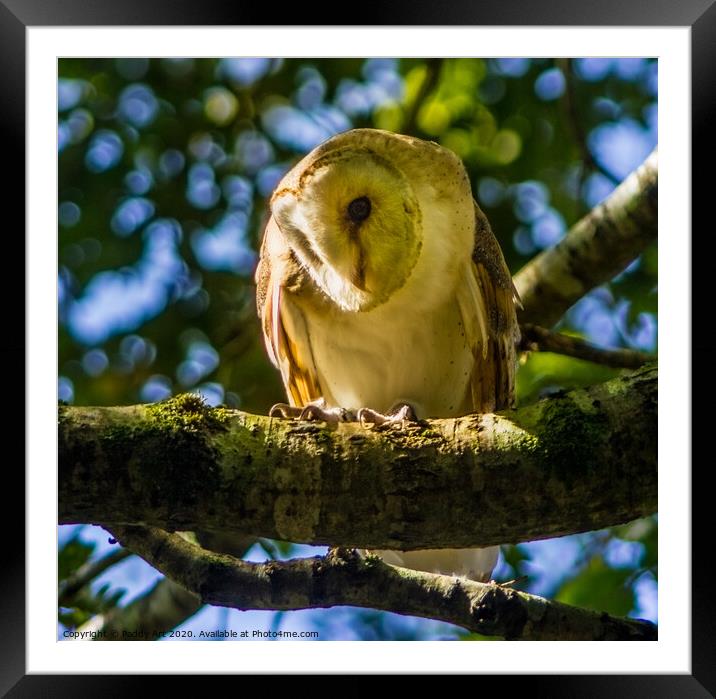 The Barn Owl - Tyto alba Framed Mounted Print by Paddy Art